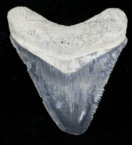Serrated, Grey Bone Valley Megalodon Tooth #21569